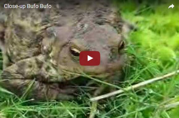 Rospo, Bufo_bufo, vita e abitudini