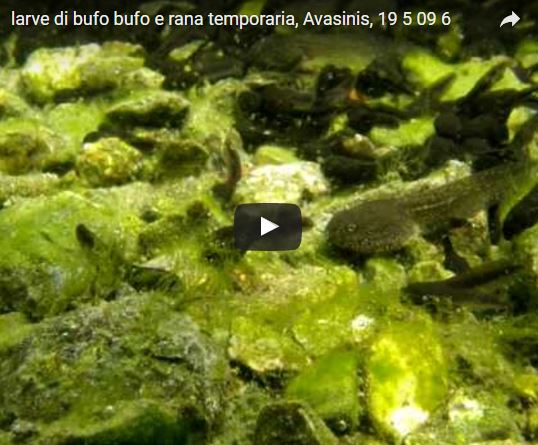Rospo, Bufo_bufo, vita e abitudini