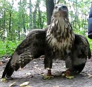 Poiana, Buteo buteo, vita e abitudini