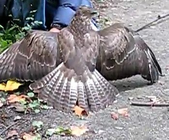 Poiana, Buteo buteo, vita e abitudini
