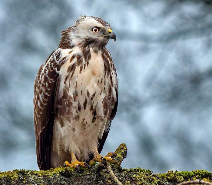 Poiana, Buteo buteo, vita e abitudini