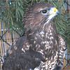 Poiana, Buteo buteo