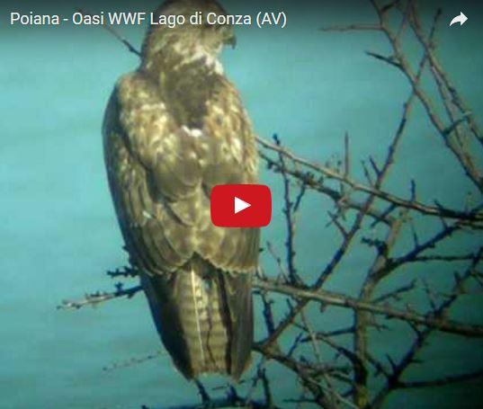 Poiana, Buteo buteo, vita e abitudini