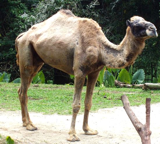 Dromedario, Camelus dromedarius, vita e abitudine Dromedario, Camelus dromedarius, vita e abitudine