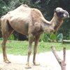 Dromedario, Camelus dromedarius