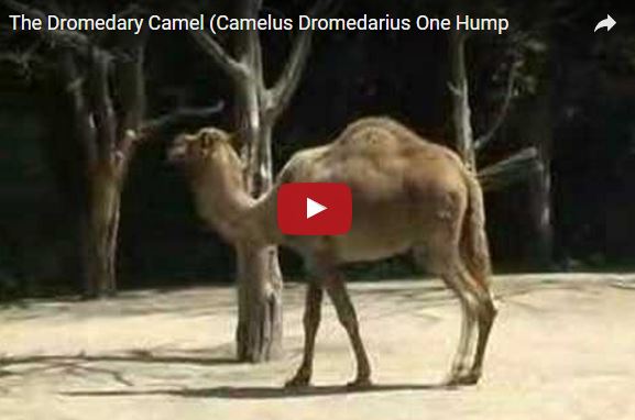 Dromedario, Camelus dromedarius, vita e abitudine