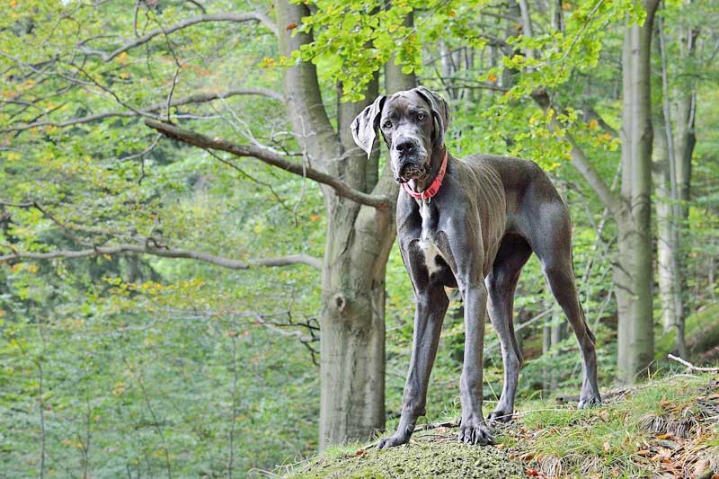 Cane di razza alano Cane di razza alano