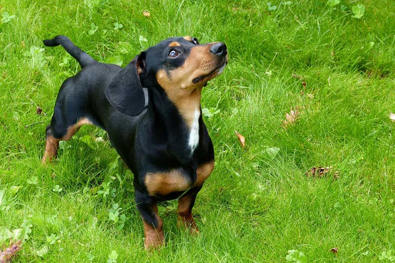Cane di razza Bassotto Cane di razza Bassotto