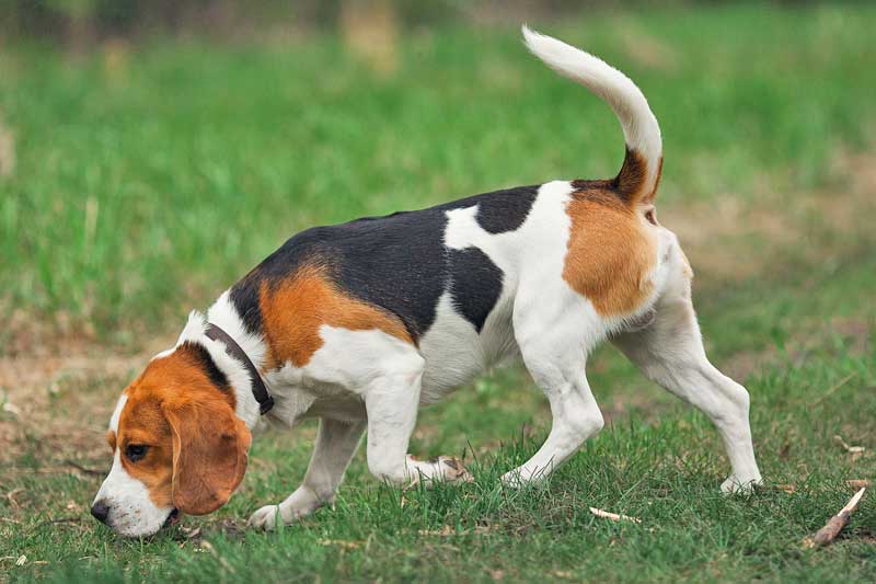 Cane di razza beagle