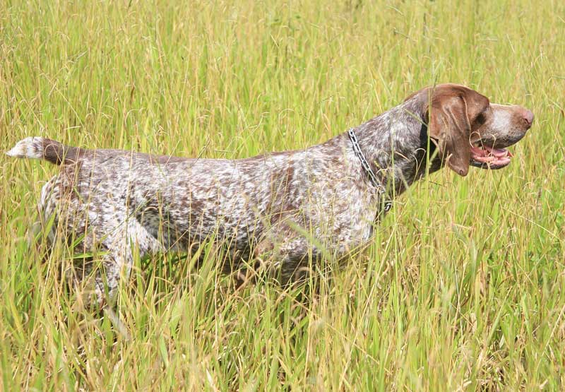 Cane di razza bracco Cane di razza bracco