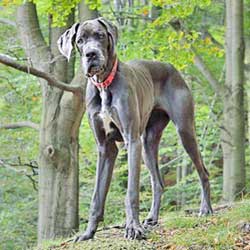 Il cane: un aiuto per il nostro lavoro e un prezioso e disinteressato amico 