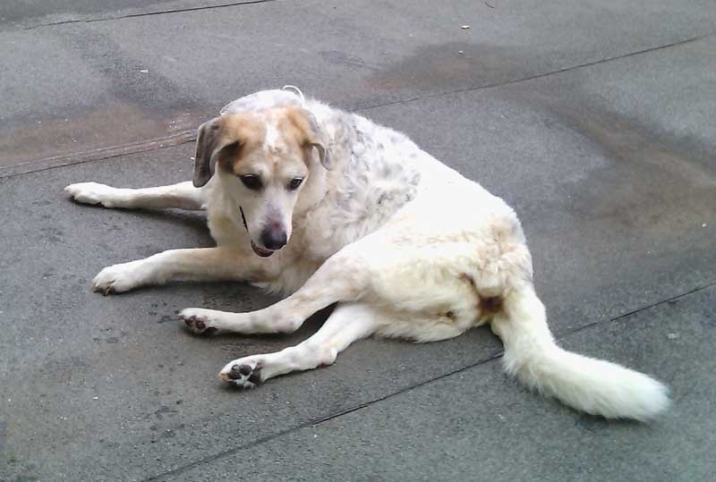 Cane di razza impura