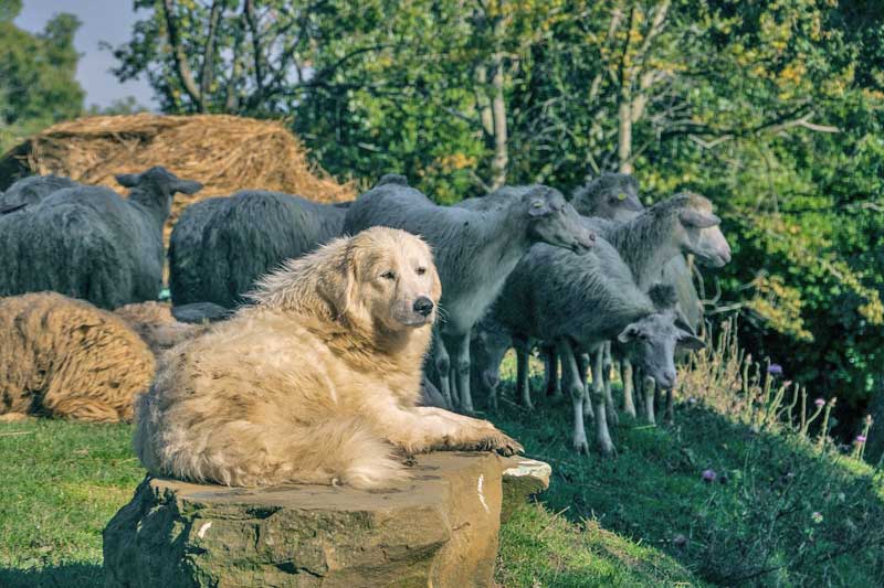 Cane di razza Pastore maremmano Cane di razza Pastore maremmano