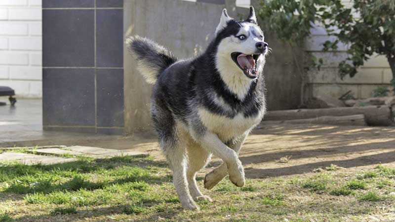 Cane di razza Siberian Husky Cane di razza Siberian Husky