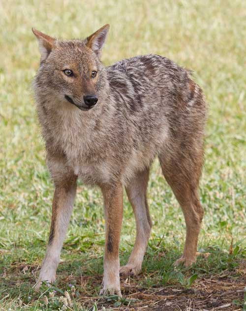 Canis aureus, sciacallo dorato Canis aureus, sciacallo dorato