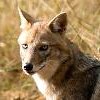 Sciacallo dorato, Canis aureus