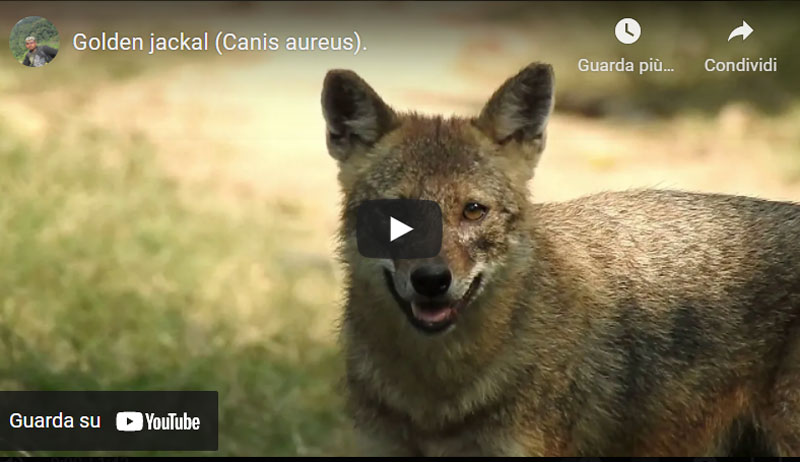 Canis aureus, sciacallo dorato