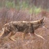 Coyote, Canis latrans