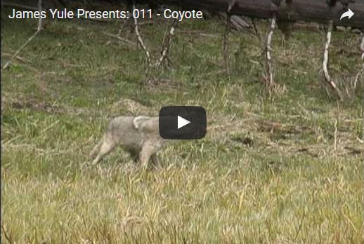 Coyote, Canis latrans, vita e abitudini