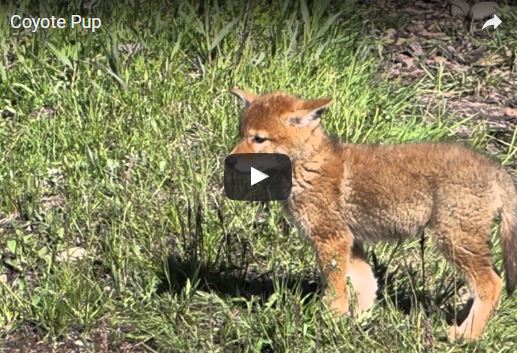 Coyote, Canis latrans, vita e abitudini