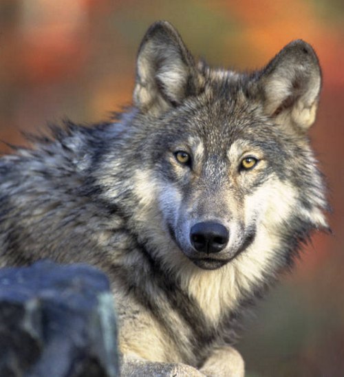 Lupo, Canis lupus, vita e abitudini