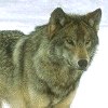 Lupo, Canis lupus