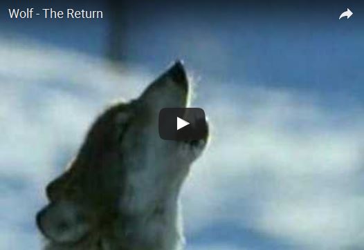 Lupo, Canis lupus, vita e abitudini