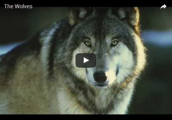 Lupo, Canis lupus, vita e abitudini