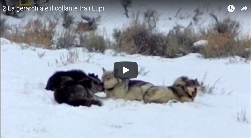 Lupo, Canis lupus, vita e abitudini