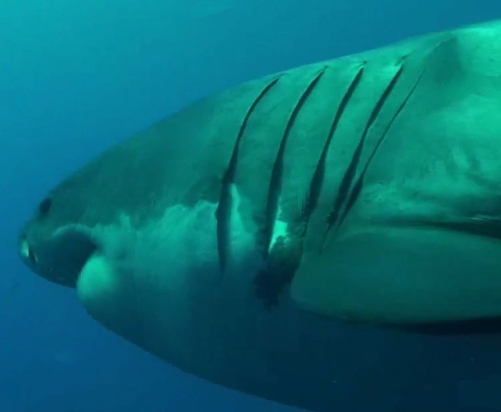 Squalo bianco, Carcharodon carcharias, vita e abitudini