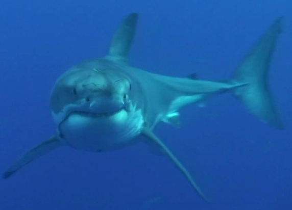 Squalo bianco, Carcharodon carcharias, vita e abitudini