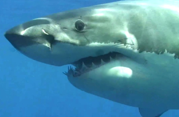 Squalo bianco, Carcharodon carcharias, vita e abitudini