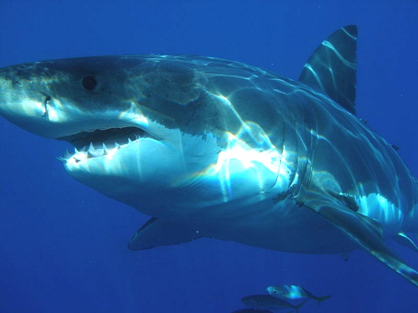 Squalo bianco, Carcharodon carcharias, vita e abitudini Squalo bianco, Carcharodon carcharias, vita e abitudini