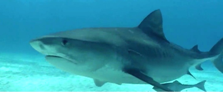 Squalo bianco, Carcharodon carcharias, vita e abitudini
