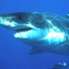 Squalo bianco, Carcharodon carcharias
