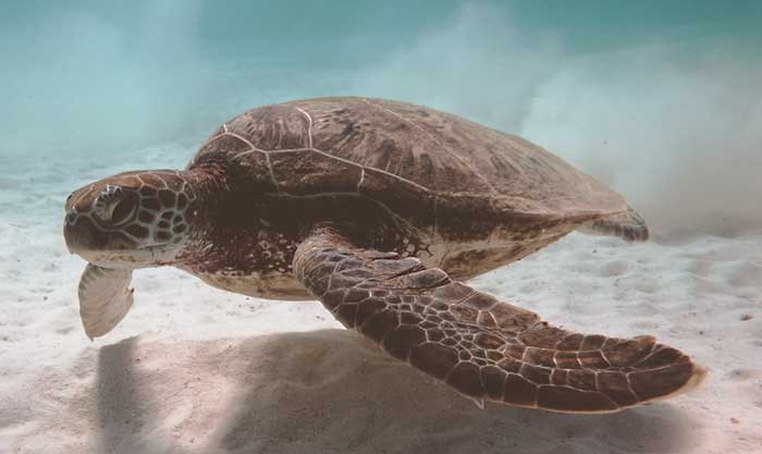 Tartaruga marina, Caretta caretta, vita e abitudini