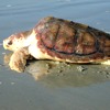 Tartaruga marina, Caretta caretta