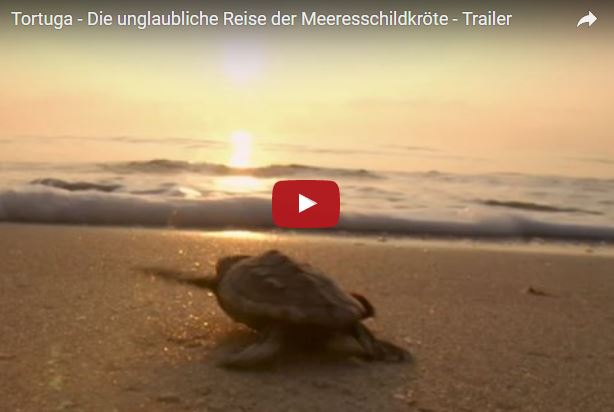 Tartaruga marina, Caretta caretta, vita e abitudini