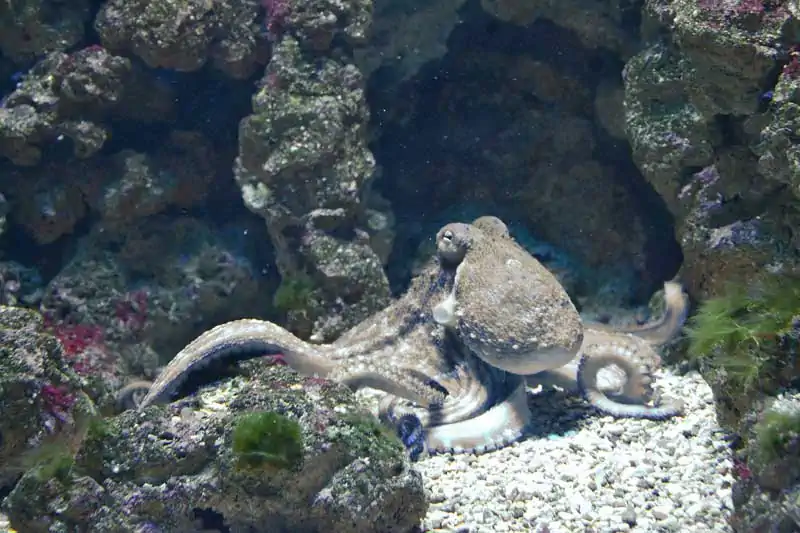 Cefalopodi, Cephalopoda, Cefalopode