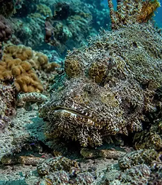 Mimetismo del pesce pietra