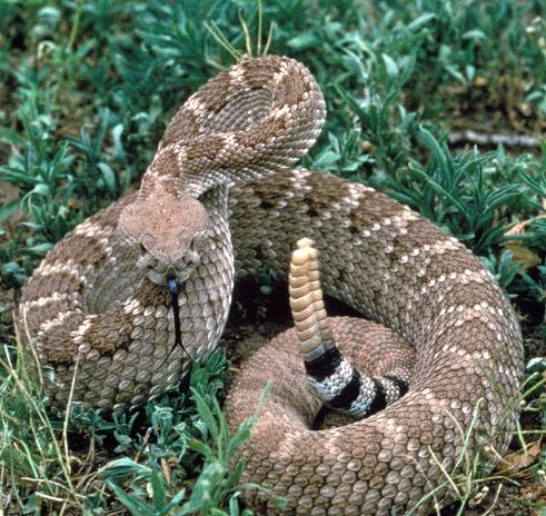 Serpente a sonagli, Crotalus atrox, famiglia Viperidae