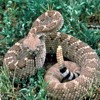 Serpente a sonagli, Crotalus atrox