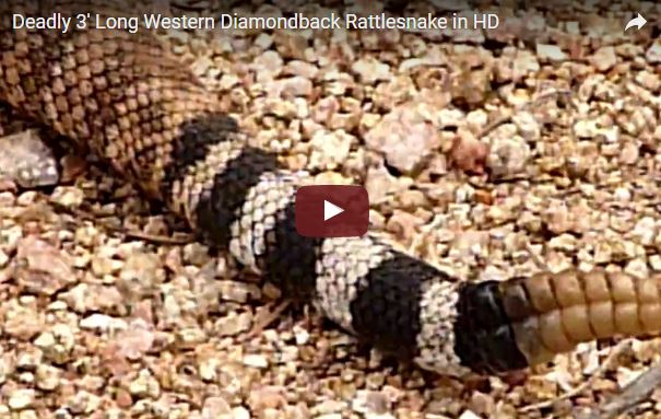 Serpente a sonagli, Crotalus atrox, famiglia Viperidae