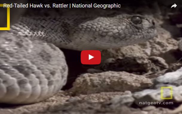 Serpente a sonagli, Crotalus atrox, famiglia Viperidae