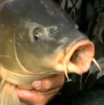 Cyprinus carpio, Carpa, famiglia Cyprinidae