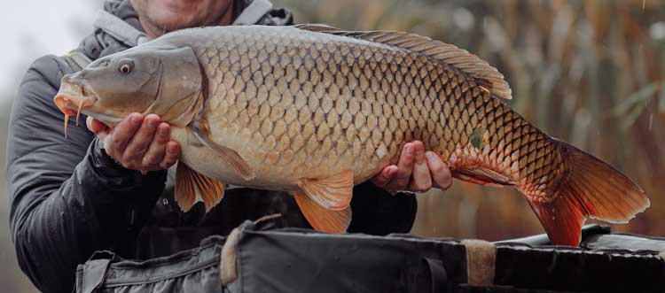 Cyprinus carpio, Carpa, famiglia Cyprinidae