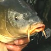 Carpa, Cyprinus carpio