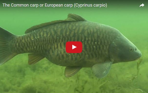 Cyprinus carpio, Carpa, famiglia Cyprinidae