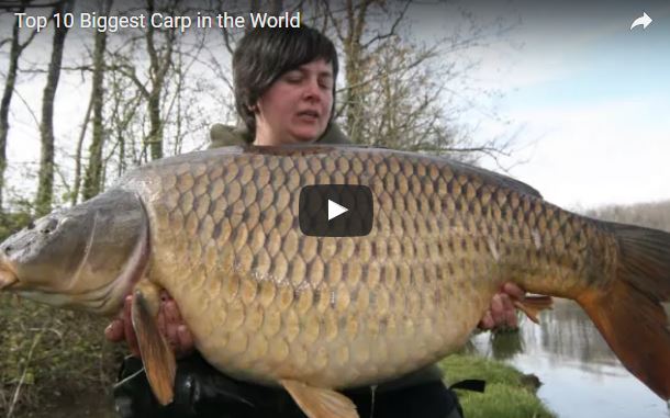 Cyprinus carpio, Carpa, famiglia Cyprinidae