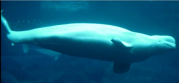 Beluga, Delphinapterus leucas